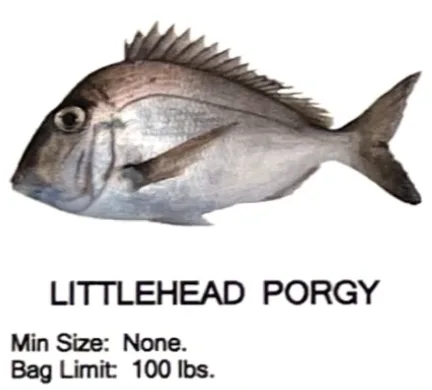 Littlehead Porgy