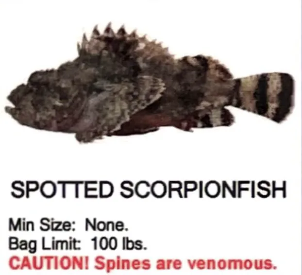 Spotted Scorpionfish