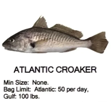 Atlantic Croaker