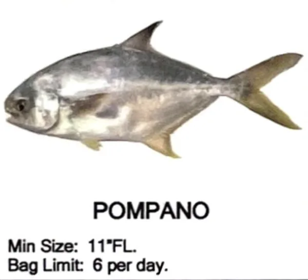 Pompano