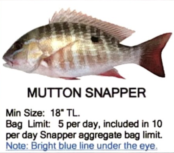 Mutton Snapper