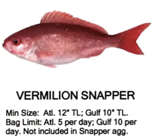 Vermilion Snapper