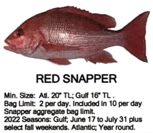 Red Snapper