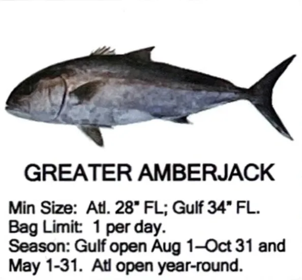 Greater Amberjack