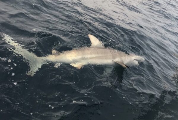 Exploring the Shark Capital of the World: Shark Fishing Tips in Tampa ...
