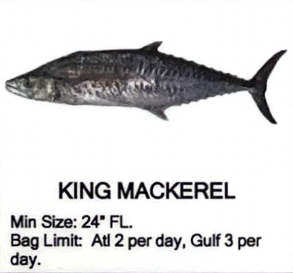 King Mackerel