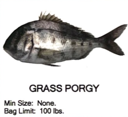 Grass Porgy