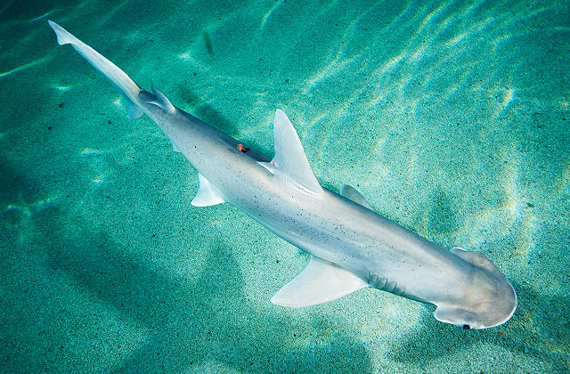 Bonnethead Shark