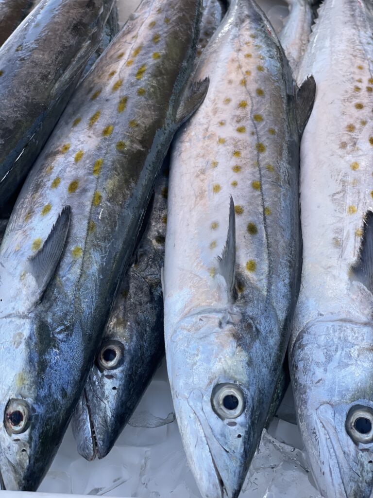 The Daily Catch | Fishing Report – September 2025