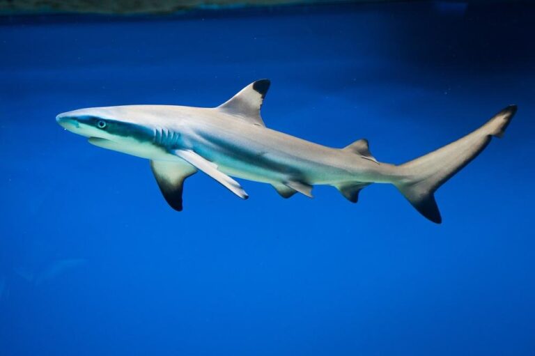 Blacktip Shark