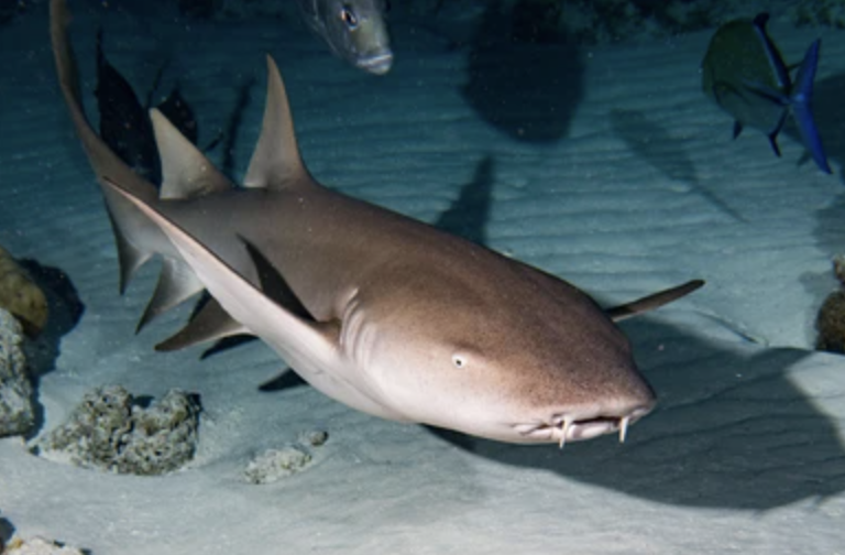 Nurse Shark