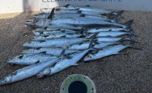 How Charter Boats in Clearwater, Florida Use Trolling Techniques to Catch Mackerel Offshore