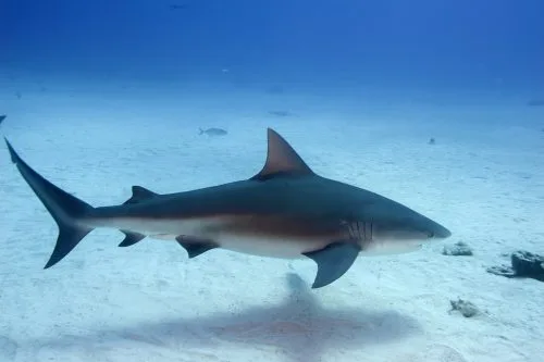 Bull Shark