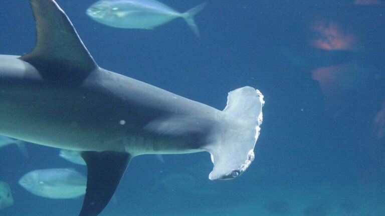 Great  Hammerhead Shark