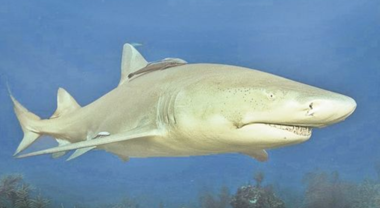 Lemon Shark