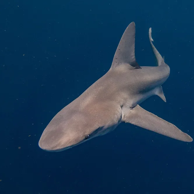 Sandbar (Brown) Shark