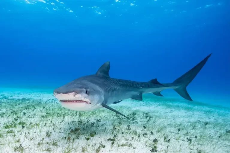 Tiger Shark