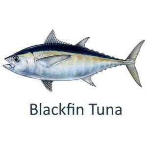 Blackfin Tuna