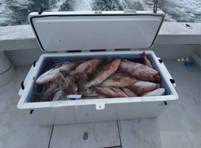 The Daily Catch | Fishing Report – June 2023