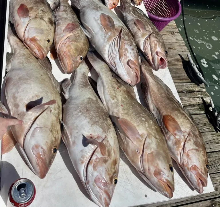 The Daily Catch | Fishing Report – July 2023