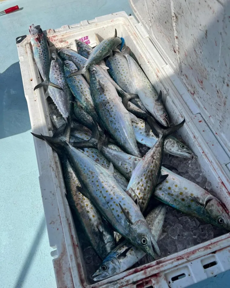 The Daily Catch | Fishing report – September 2023