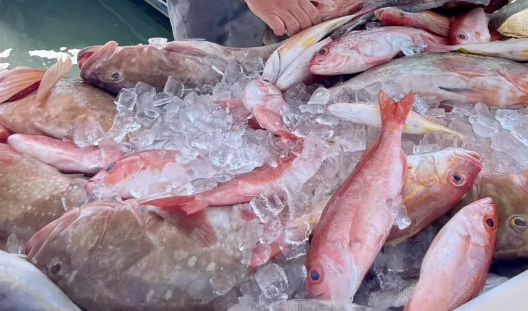 Fish of the Month | Vermillion Snapper & Lane Snapper
