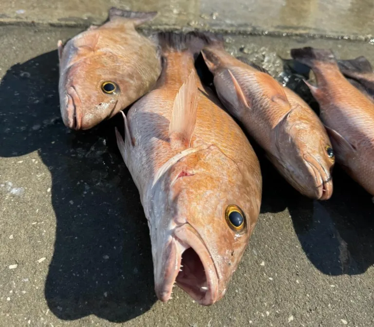 Fish of the Month | Mangrove Snapper