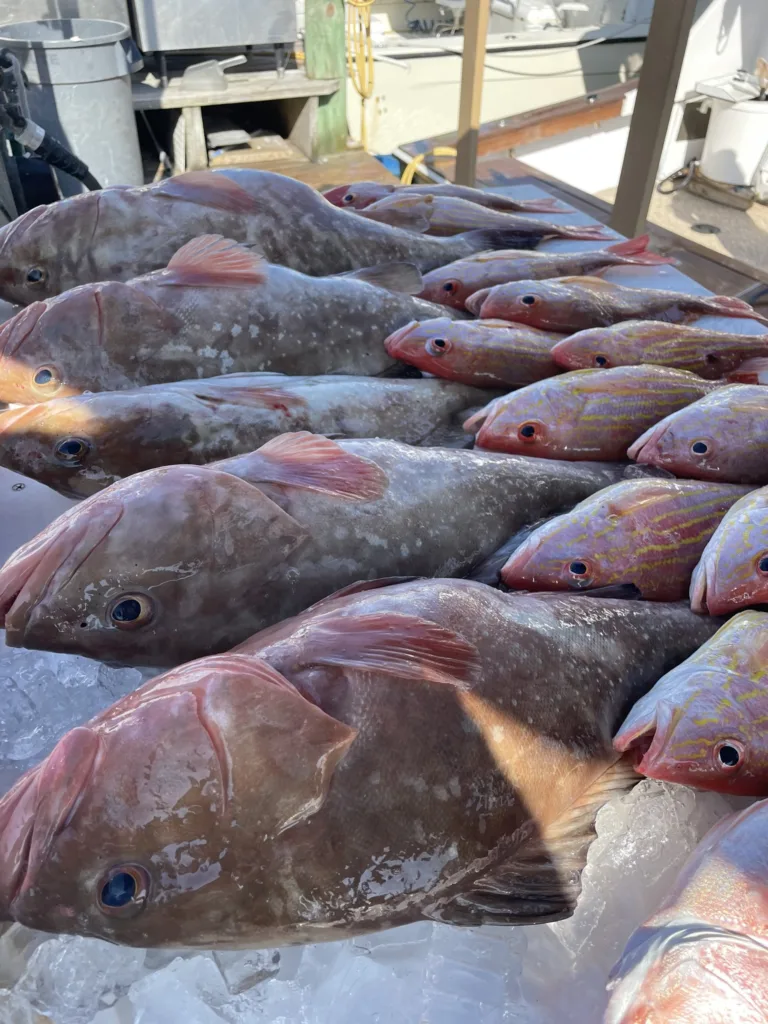 The Daily Catch | Fishing Report – May 2025