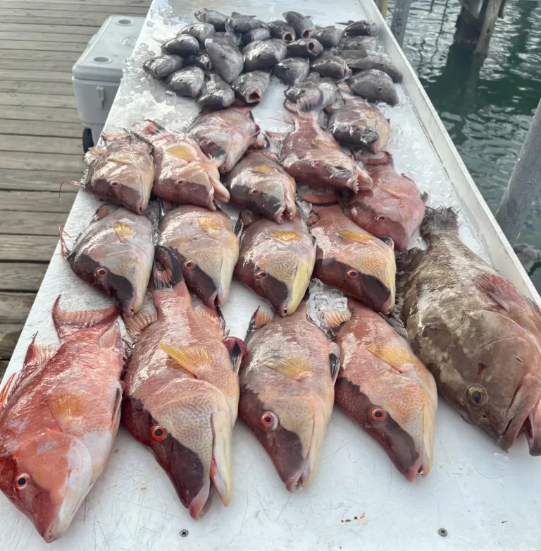 The Daily Catch | Fishing Report – January 2026